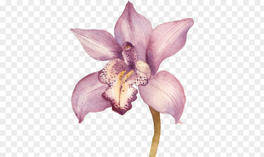 Drawing Orchids PNG