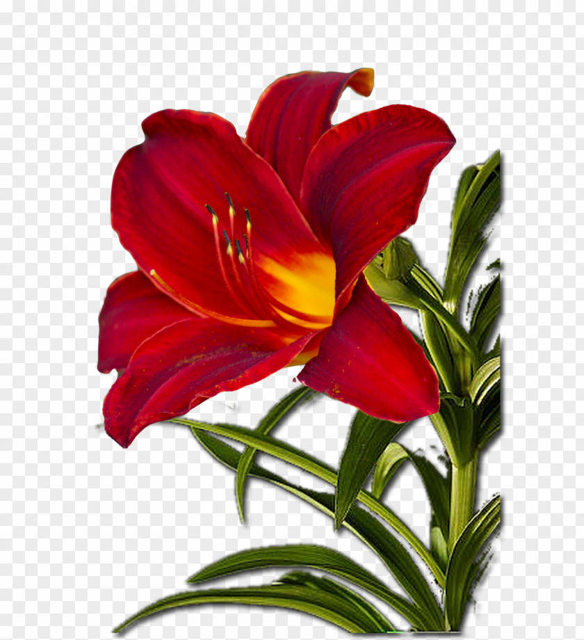 Flower Cut Flowers Plant Stem Petal PNG