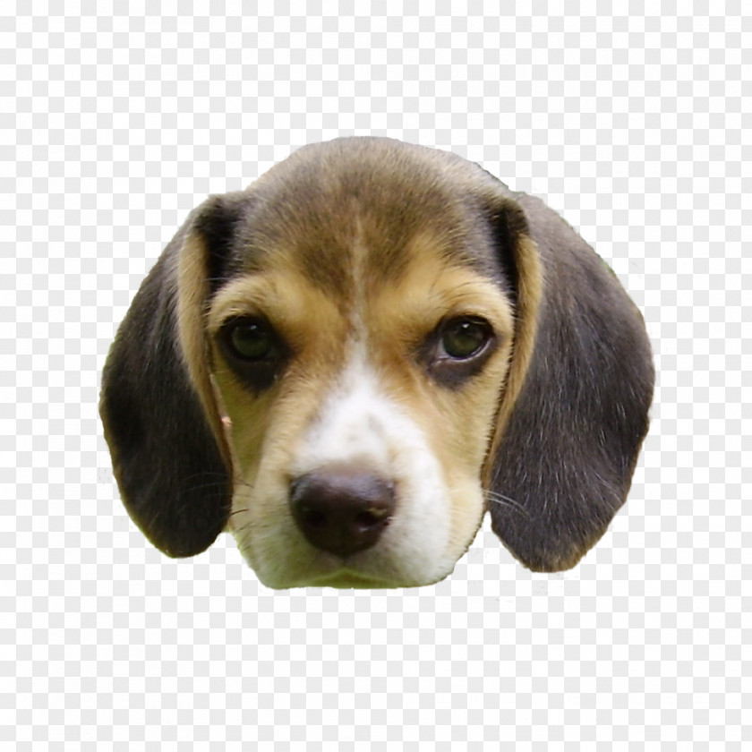Head Beagle Basset Hound Barbet Dog Puppy Breed PNG