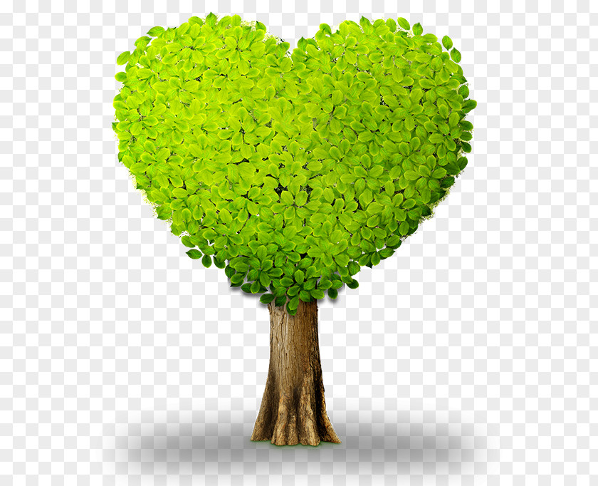 Heart Green Tree Information PNG