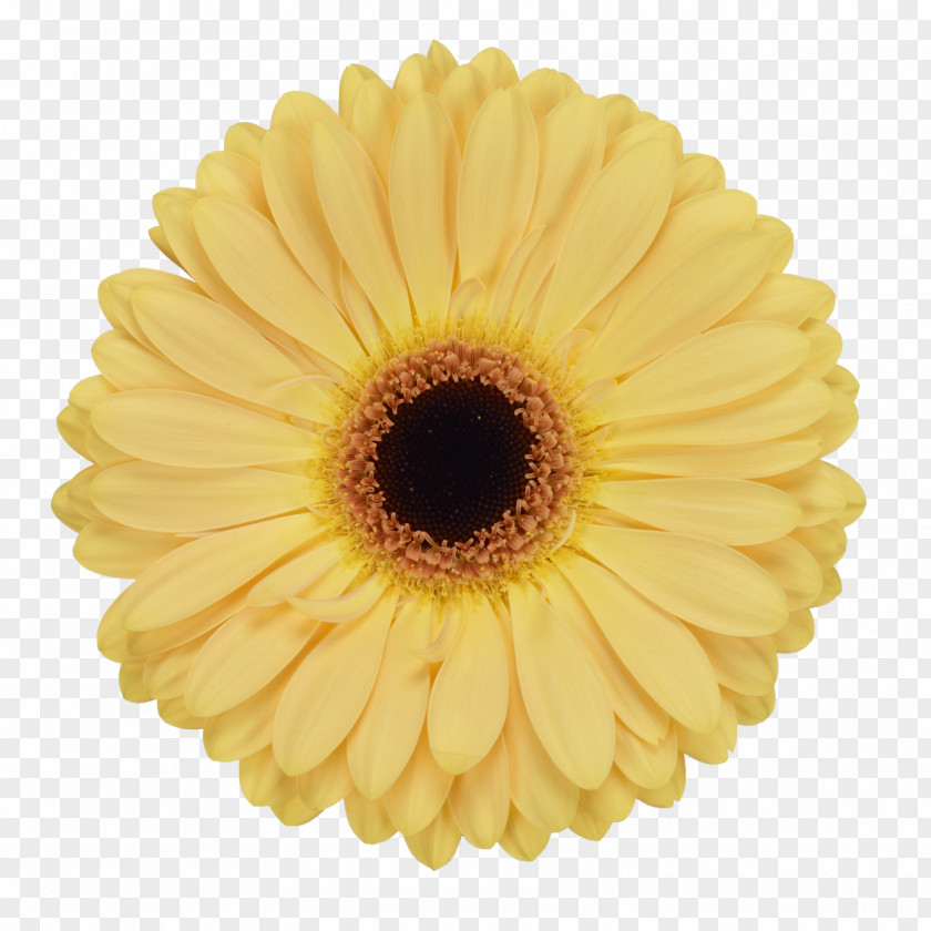 Homemade Transvaal Daisy Common Sunflower Glass Yellow Cream PNG