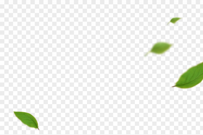 Leaves Leaf Angle Pattern PNG