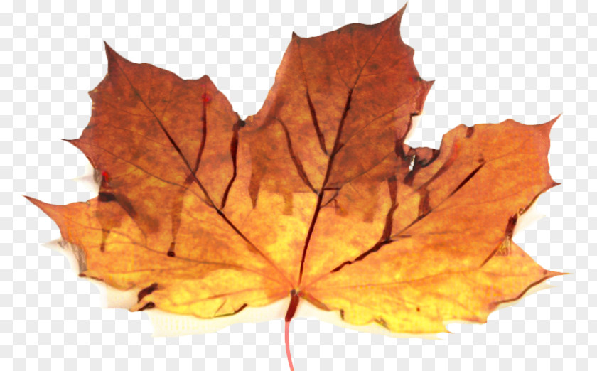 Beech New Mexico Maple Canada Leaf PNG