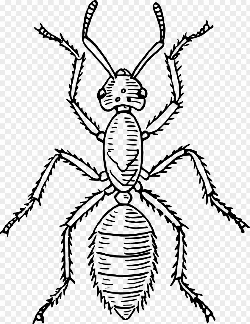 Beetle Ant Insect Morphology Human Body Butterfly PNG