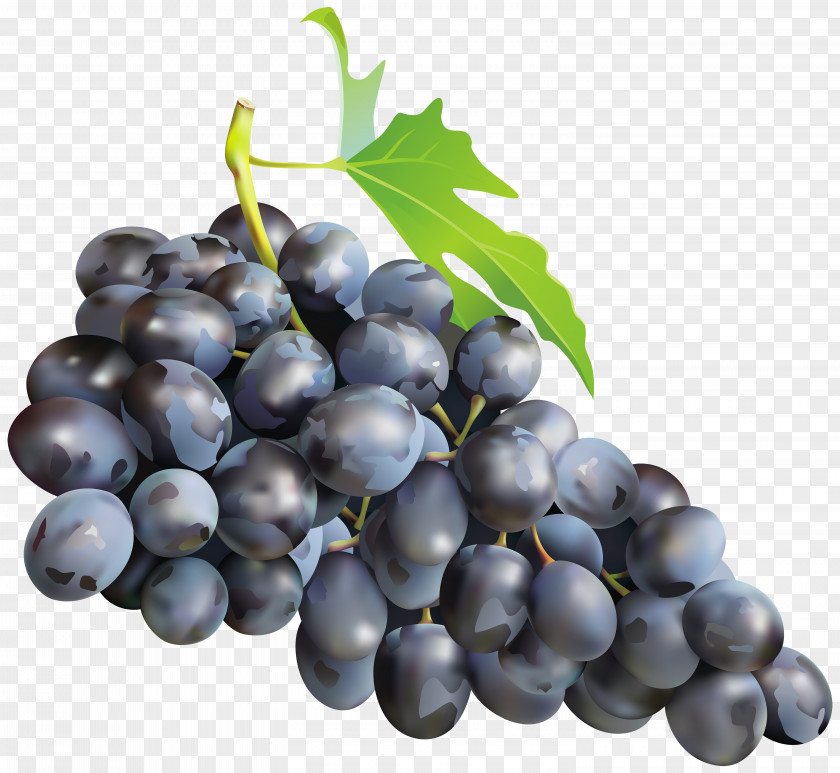 Black Grapes Clip Art Image Muscat Muscadine Grape Must PNG