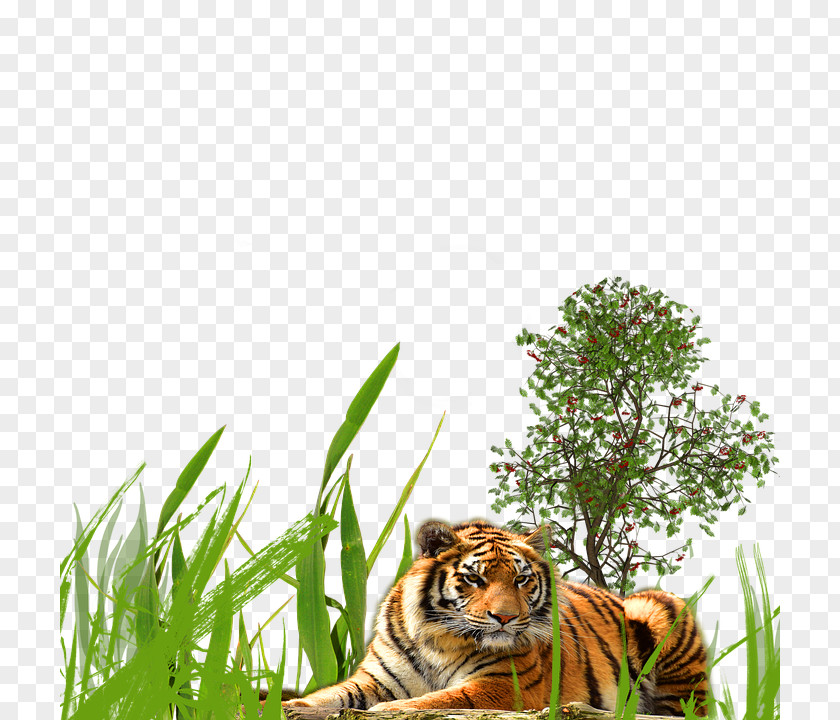 Tiger Wildlife Cat PNG