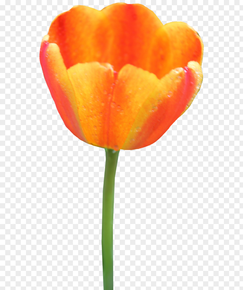 Tulip Clip Art Flower Image PNG