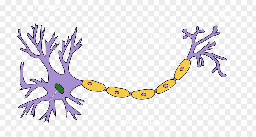 Brain Upper Motor Neuron Soma Nervous System PNG