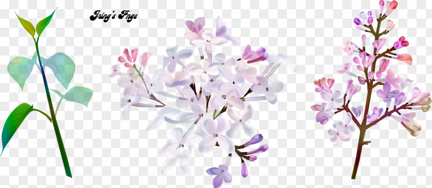 Concentrated Flow Water Sheet Cut Flowers Floral Design Image PNG