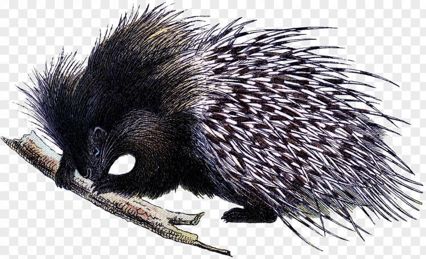 Woodland Creatures Domesticated Hedgehog Echidna Porcupine Fauna PNG