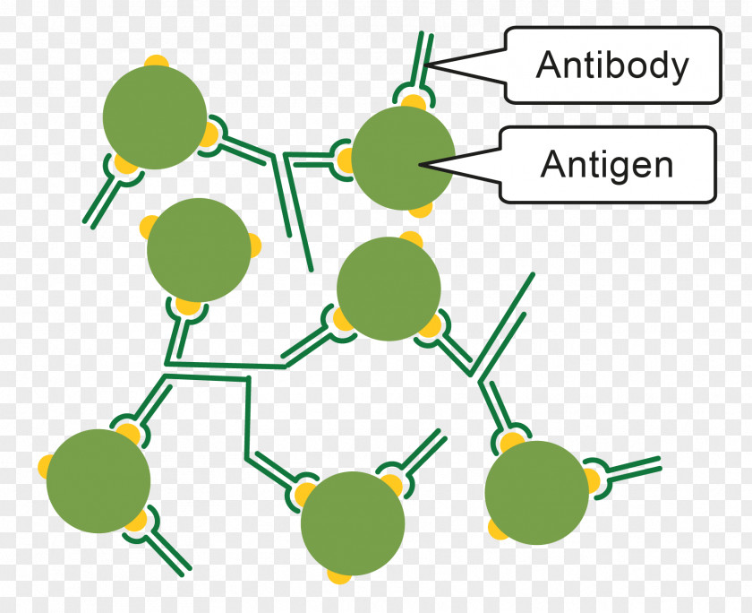 Immune System Pathogen Antibody Antigen Immunity PNG