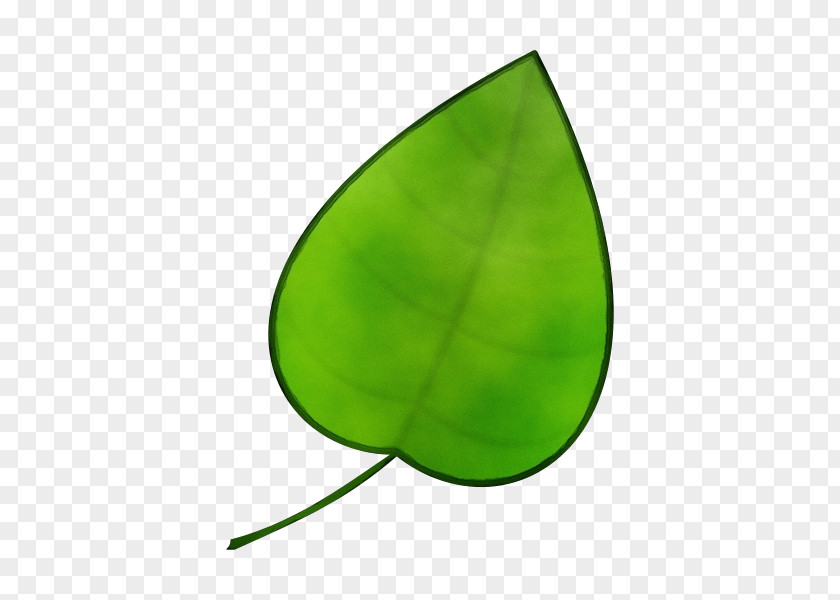 Leaf Green Plant Structure Biology Science PNG