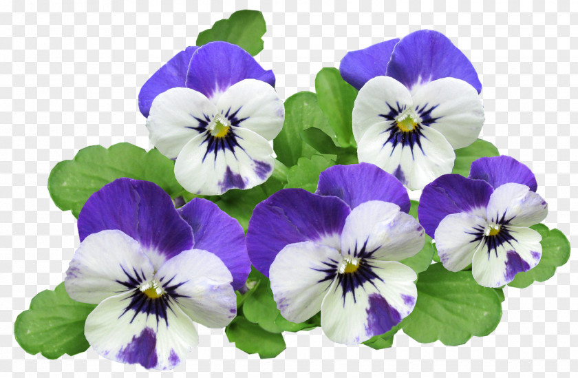 Pansy California Golden Violet Clip Art Image PNG