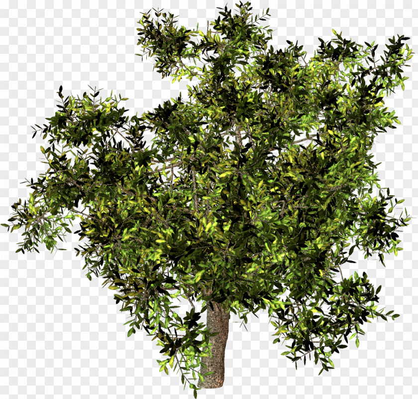 Tree Stock Photography IStock Royalty-free PNG