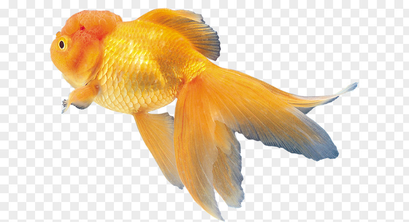 Fish Goldfish ディスワン前橋大利根店 Clip Art PNG