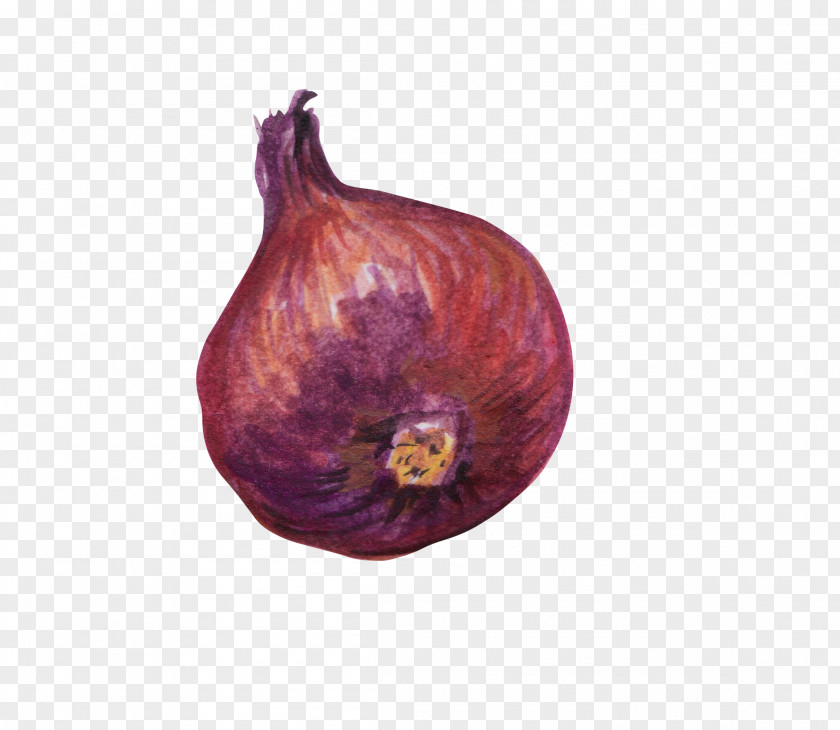 Painted Onions Red Onion Vegetable PNG