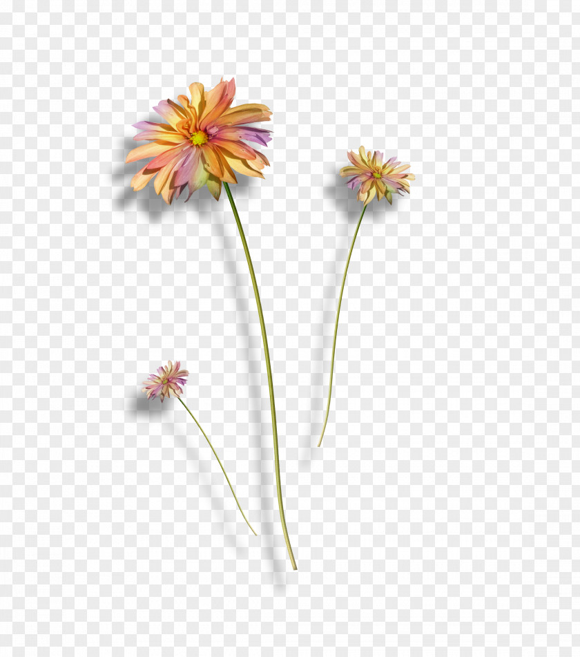 Petals Cut Flowers Transvaal Daisy Family Plant PNG