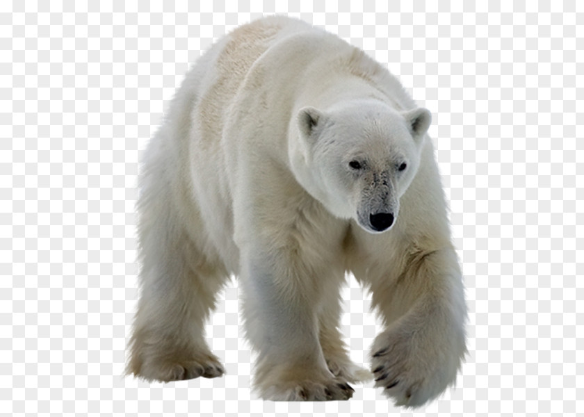 Polar White Bear Kodiak Ursinae PNG