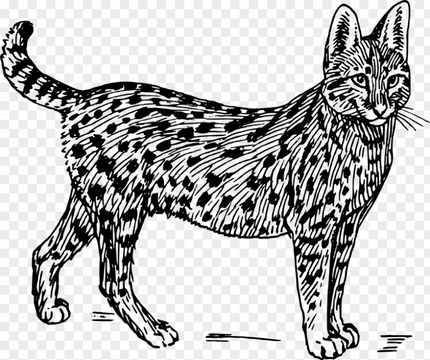 Savannah Cat Wildcat Serval Clip Art PNG