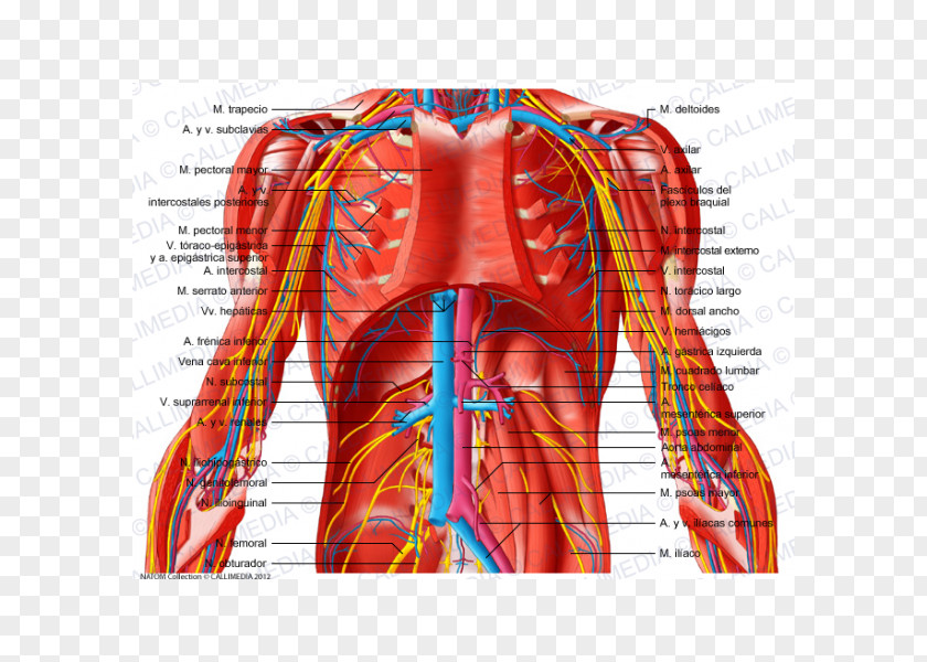 Venas Y Arterias Abdomen Subcostalis Muscle Blood Vessel Pelvis Vein PNG