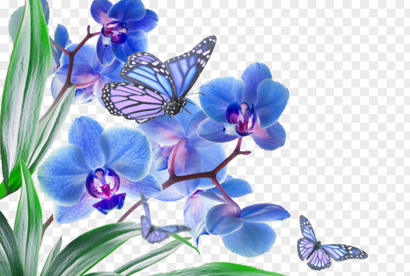 Mother's Day Butterfly Pink Flowers Orchid Blue PNG
