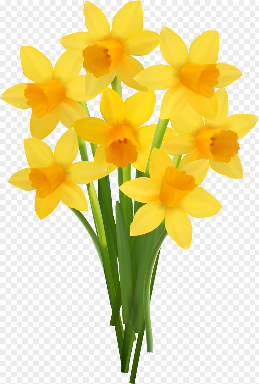 Narcissus Flower Vase Color Transvaal Daisy PNG