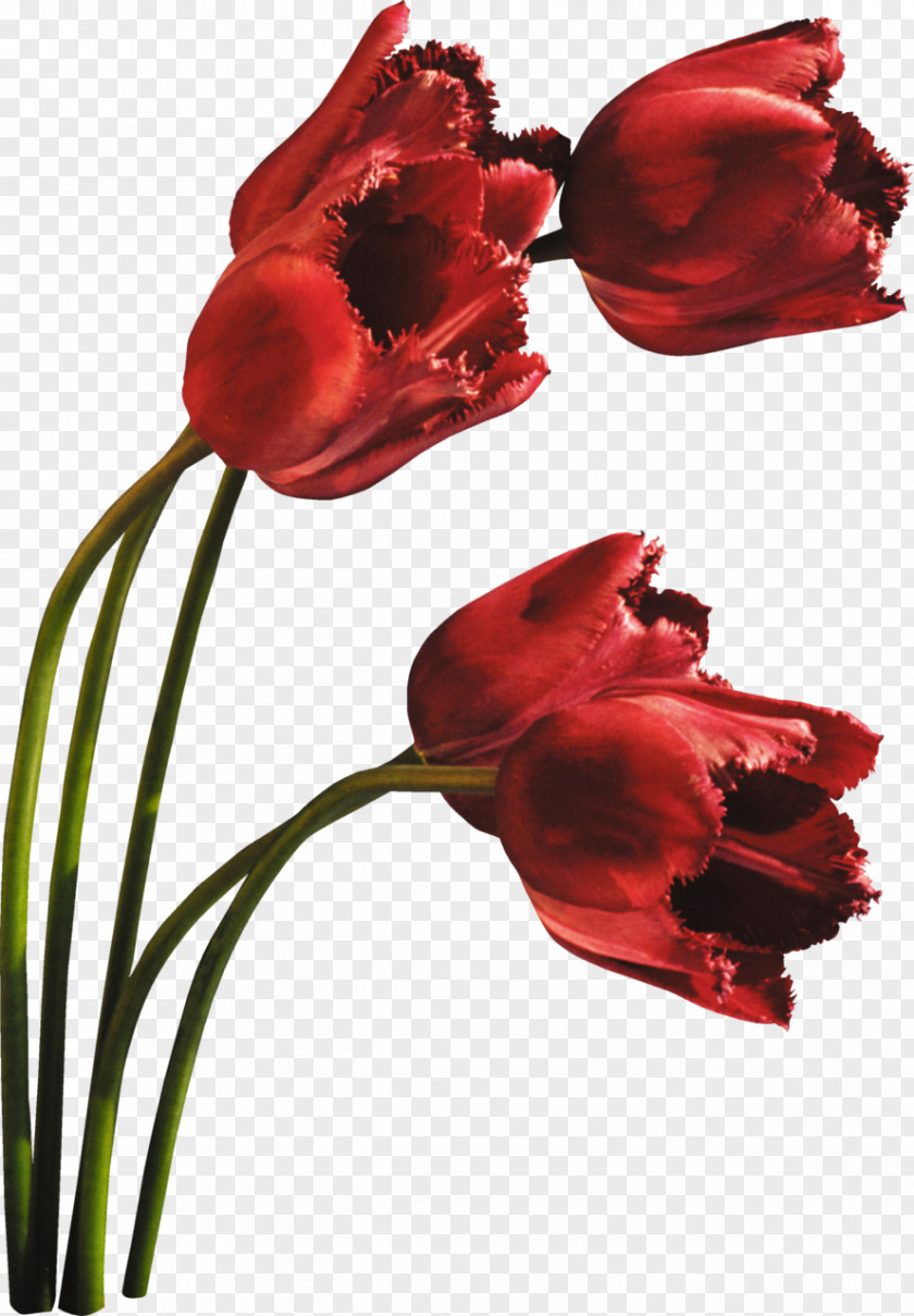 Tulip Cut Flowers Petal Plant PNG