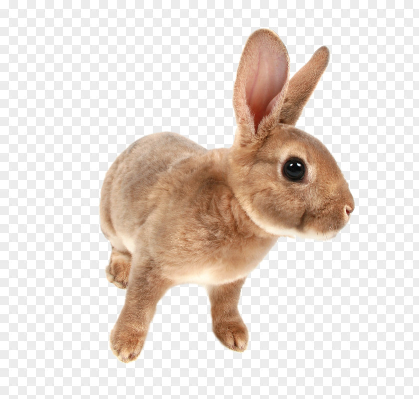 All About Rabbit Hare Domestic Pet Exotic Shorthair PNG