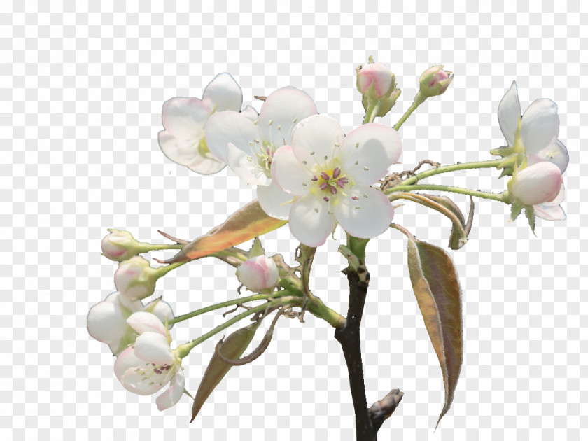 Branches Of Pear Floral Design Spring Cut Flowers Cherry Blossom PNG