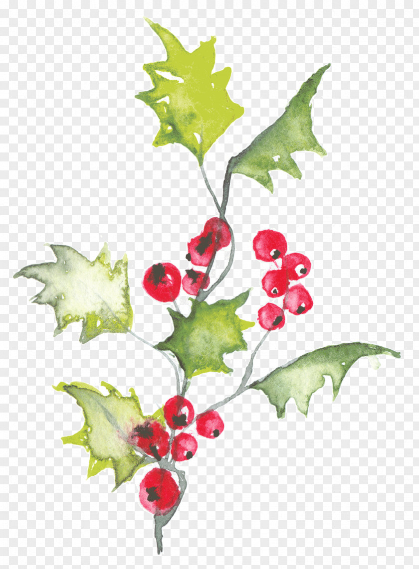 Candidate Watercolor Holly Painting Illustration Image Design PNG