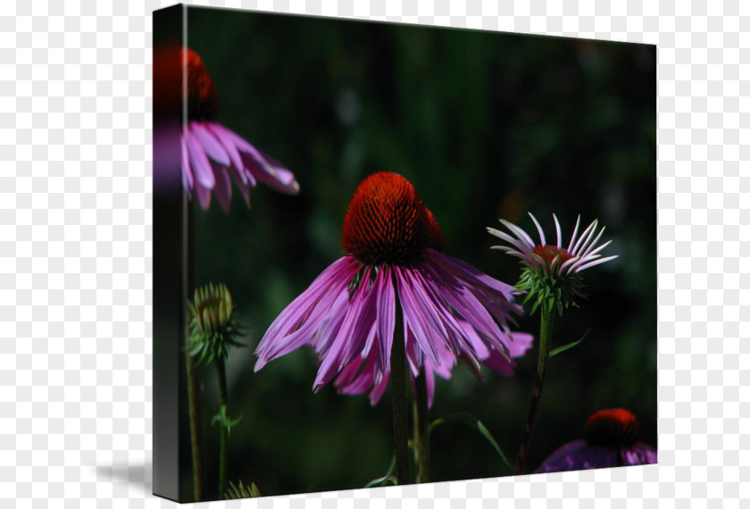 Coneflower Wildflower PNG