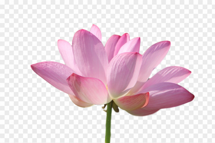 Plant Stem Sacred Lotus Cut Flowers Nelumbonaceae Petal PNG