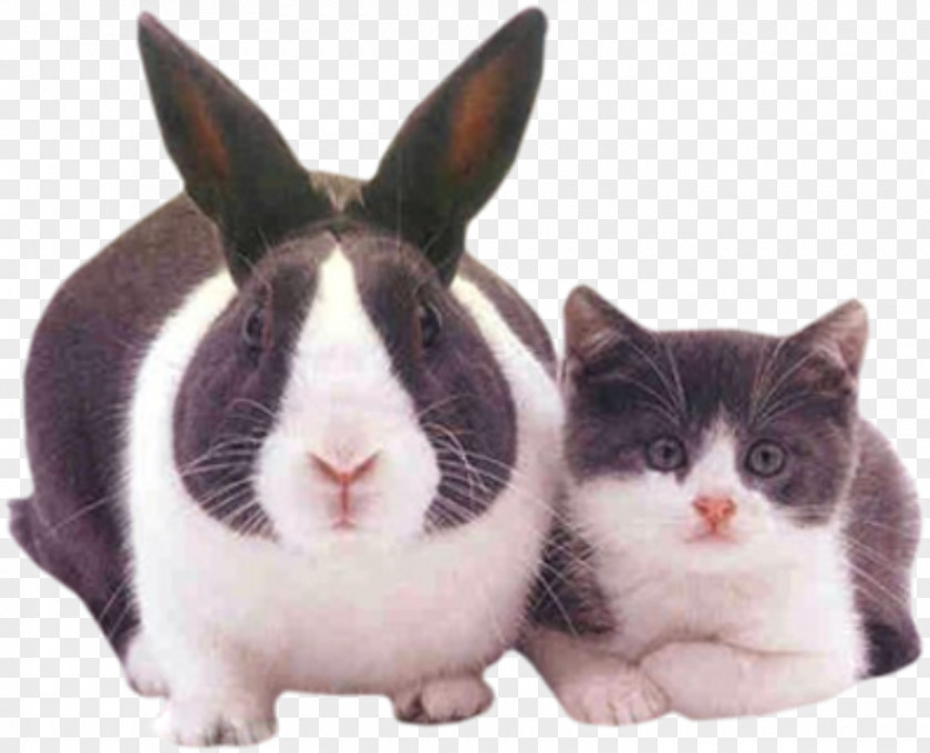 Rabbits And Cats Scottish Fold Easter Bunny Kitten Dog Puppy PNG