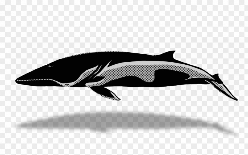 Whale Tucuxi Clip Art Killer Cetaceans PNG