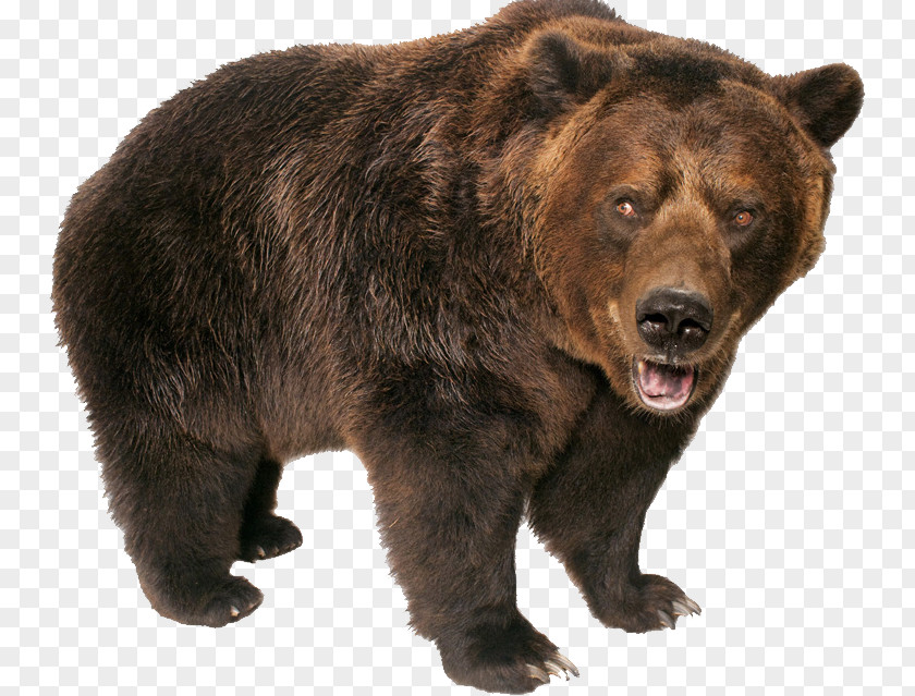 Bear Brown Grizzly Polar PNG