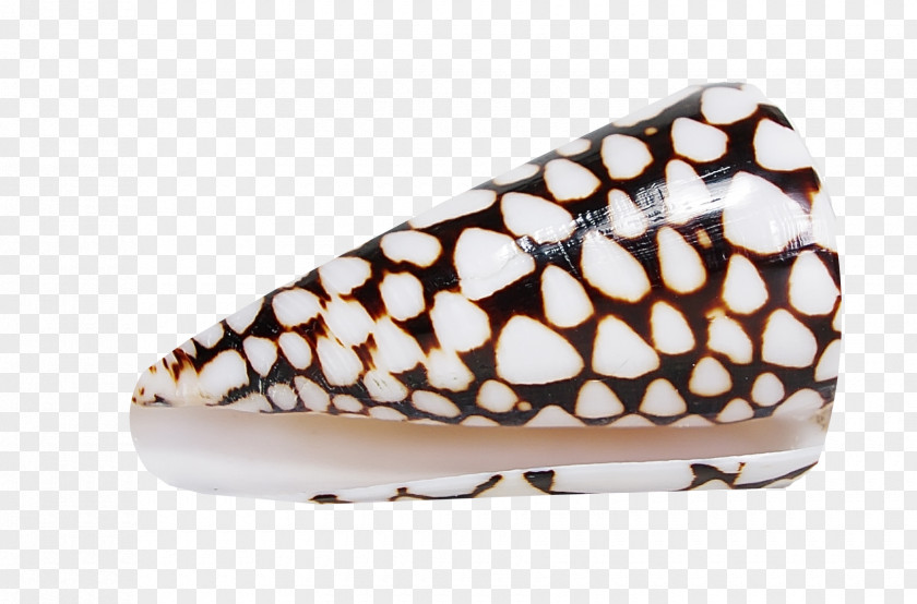 Beautiful Pattern Conch Shoe PNG