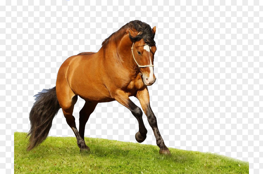 Colorful Horse American Quarter Arabian High-definition Television Wallpaper PNG
