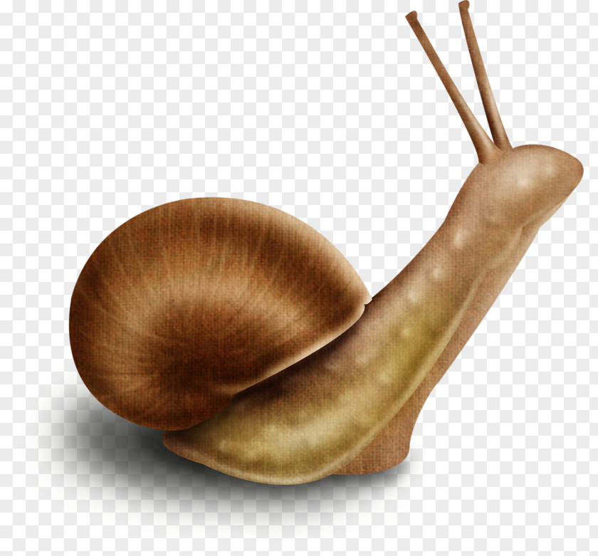 Escargot Drawing CorelDRAW Snail PNG