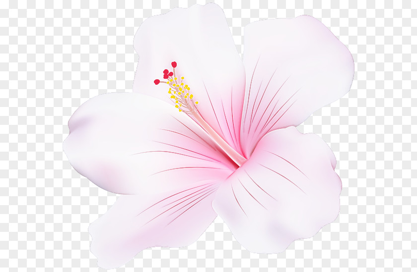 Hibiscus Pink Petal Chinese Hawaiian PNG