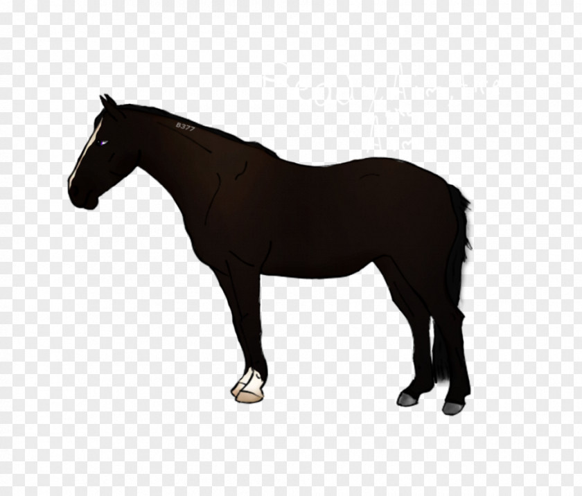 Horse Blanket Foal PNG