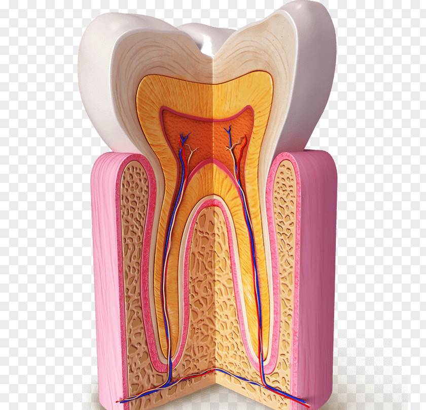 Human Tooth Dental Anatomy Homo Sapiens Dentin PNG