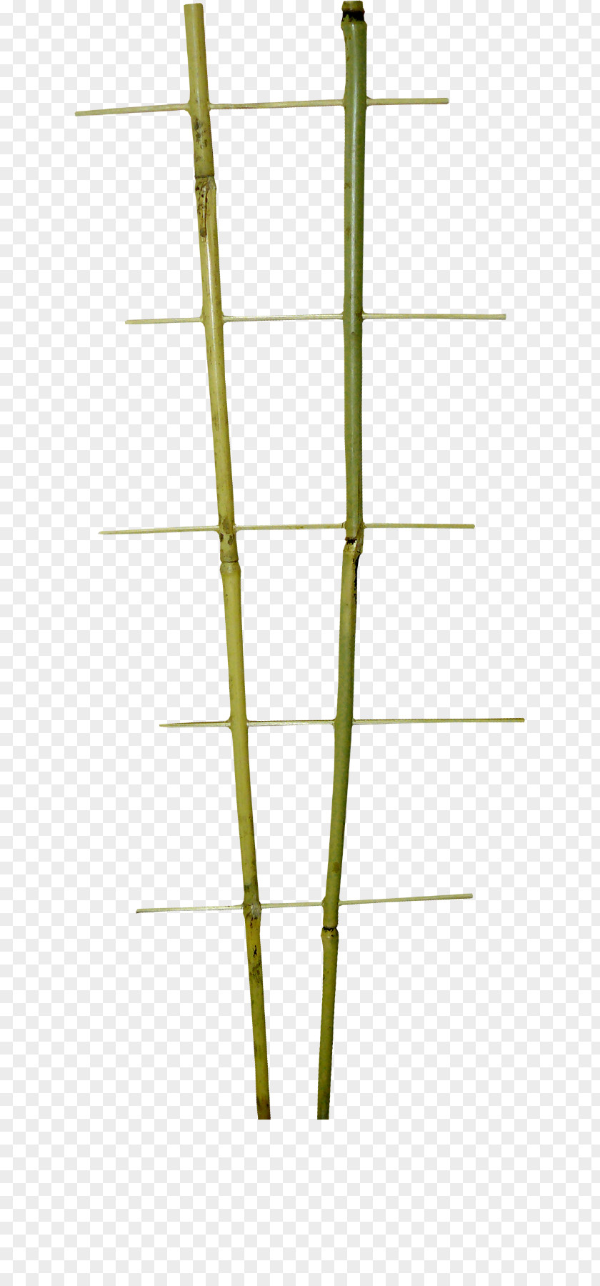 Littered Bamboo Line Angle PNG