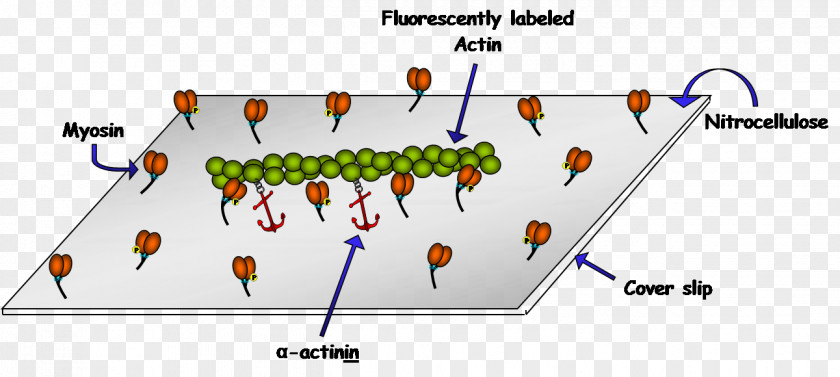 Actinin Alpha 1 Myosin Protein Filament PNG