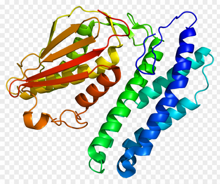 Branched-chain Alpha-keto Acid Dehydrogenase Complex Protein Pyruvate Bckdk PNG