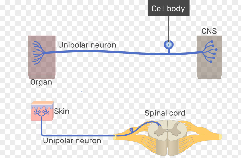 Junctions Between Neurons Pseudounipolar Neuron Multipolar Bipolar PNG
