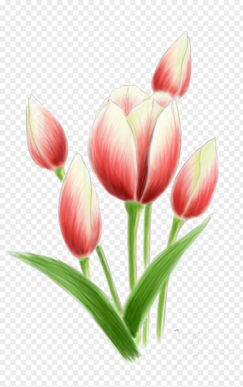Lin Make Tulip Picture Material Cut Flowers Plant Stem Bud Petal PNG