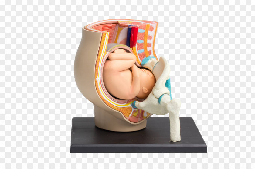 Show Embryo Model Infant Fetus Uterus Childbirth Ultrasonography PNG