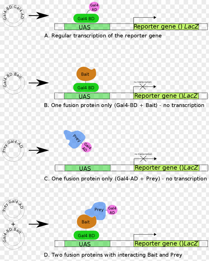 Two-hybrid Screening Beta-galactosidase Reporter Gene Transcription Factor Protein PNG