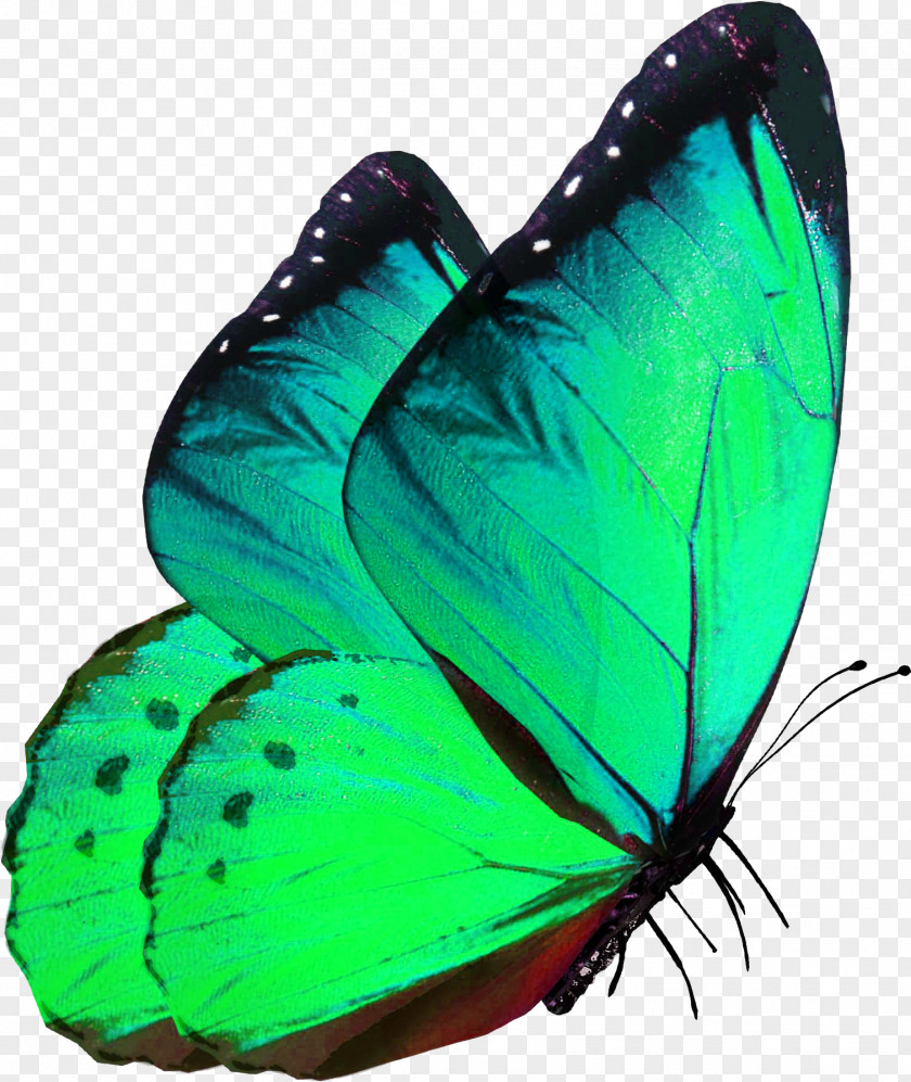 Butterfly Images Green Alcon Blue Insect Gossamer-winged Butterflies Glasswing Monarch PNG