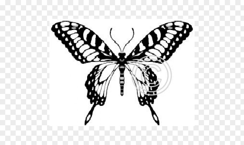 Butterfly Monarch Tattoo Moth Wall Decal PNG